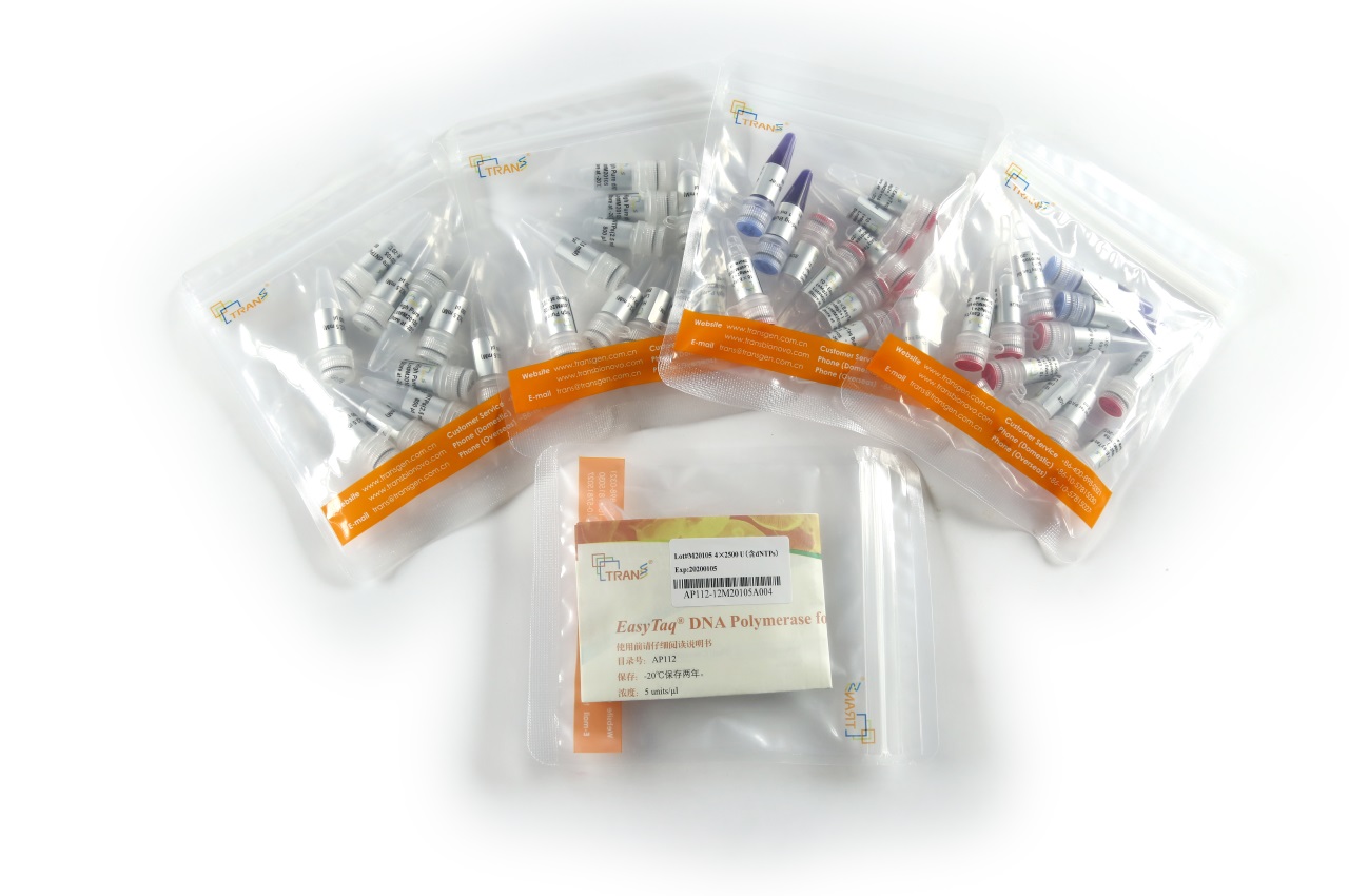 EasyTaq® DNA Polymerase for PAGE (with 2.5 mM dNTPs)