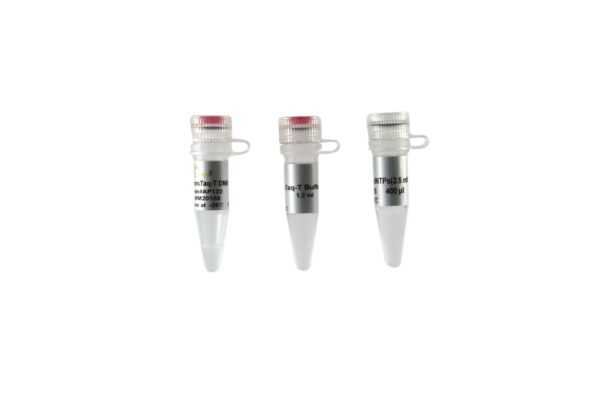 TransTaq® -T DNA Polymerase (with 2.5 mM dNTPs)