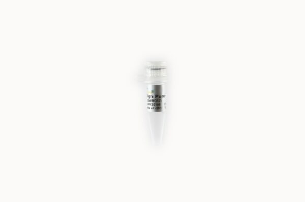 High Pure dNTPs (10 mM)