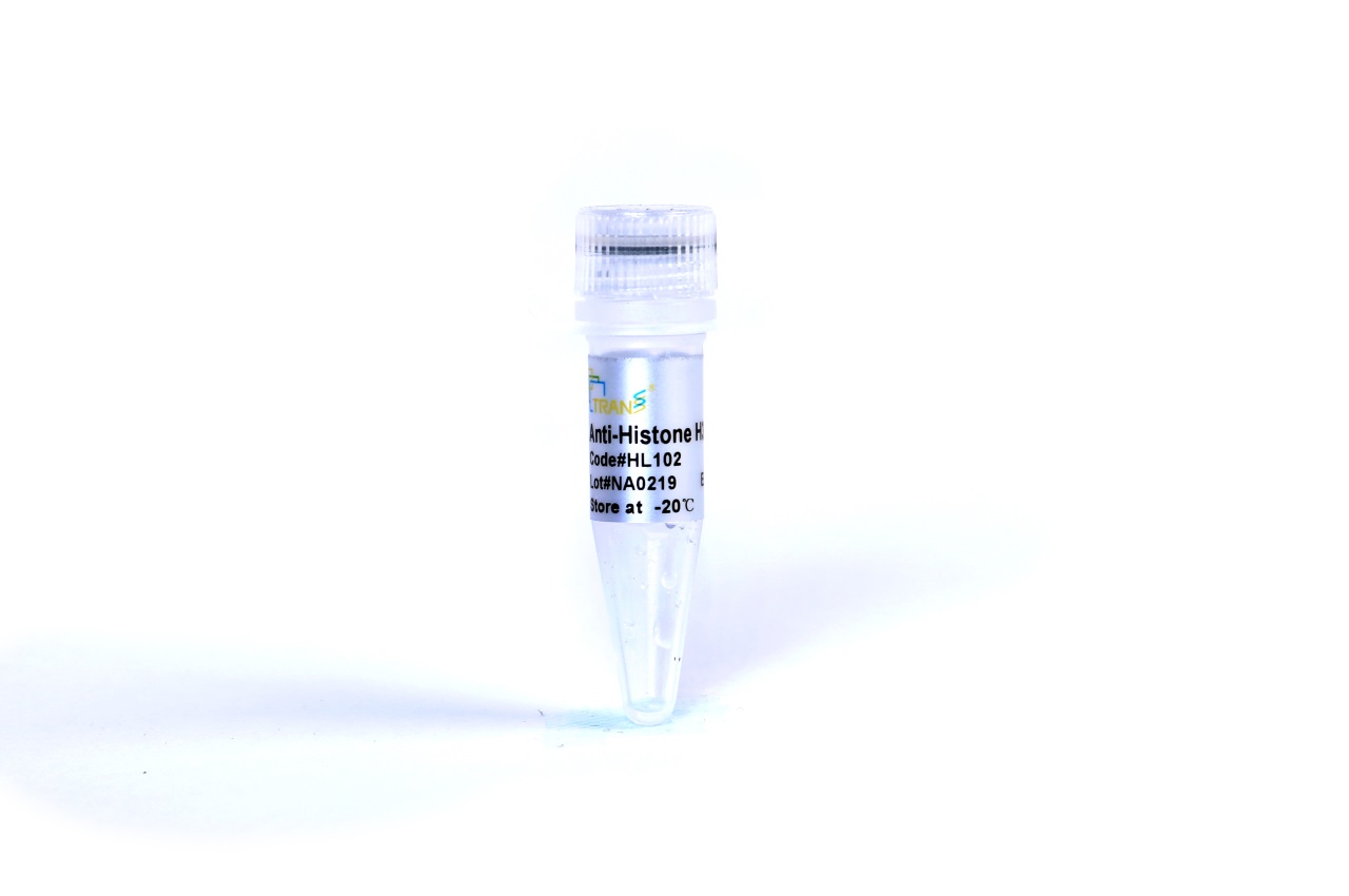 ProteinFind® Anti-Histone H3 Mouse Monoclonal Antibody