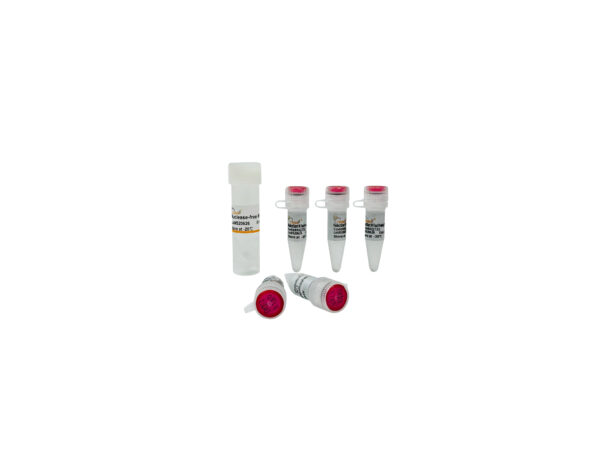 PerfectStart® IV Fast Probe qPCR SuperMix UDG